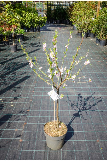 Персик Айс Піч - квітучий саджанець в контейнері